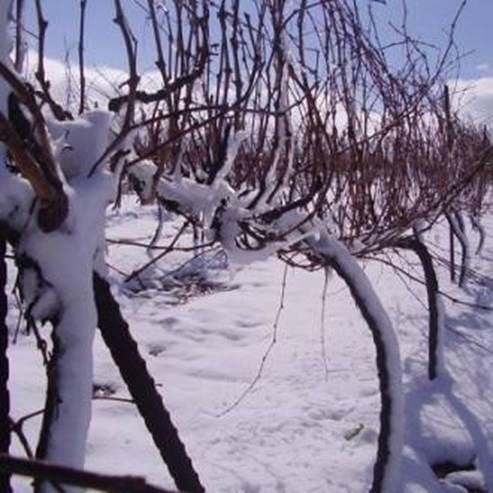 L’exploitation vinicole Tura