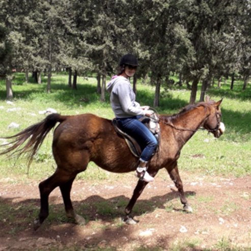 Ferme des chevaux de la terre