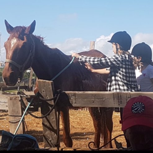 Haras de cavalos da terra