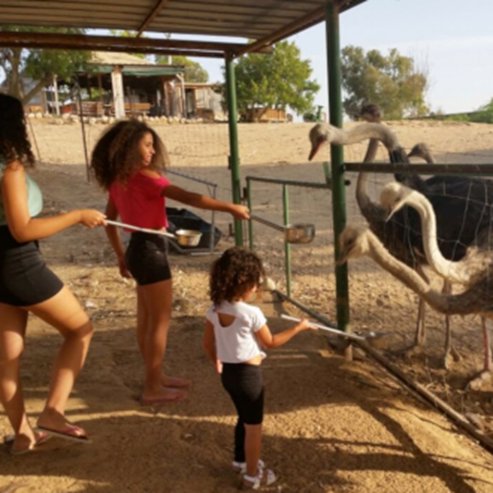 El HaYaen – The Ostrich Farm