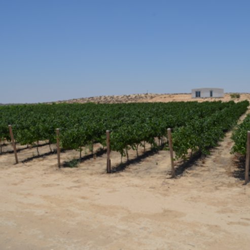 Rota Winery