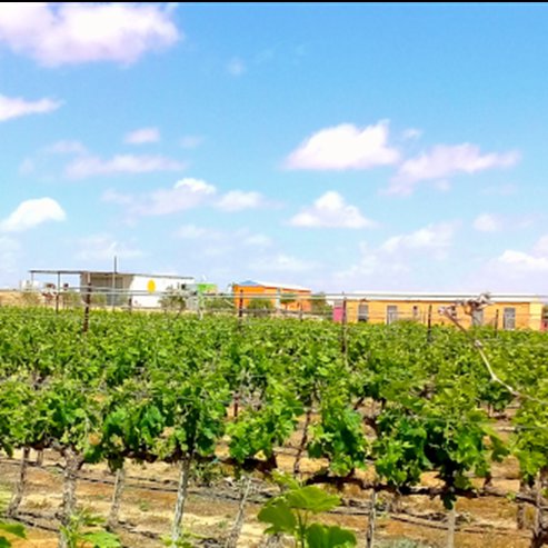 Rota Winery