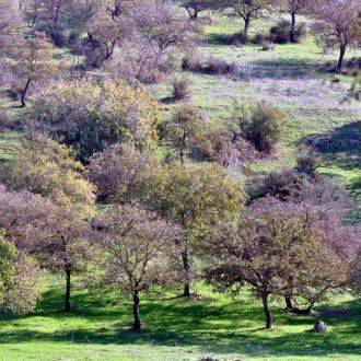 贝特凯斯特森林 (Beit Keshet Forest) 骑行之旅。