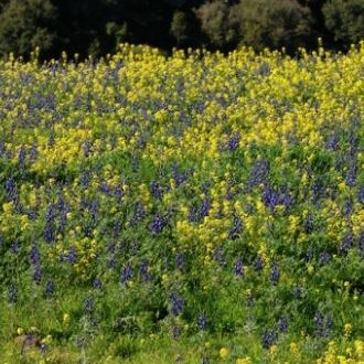 Tel - Shocha Givat Haturmusim