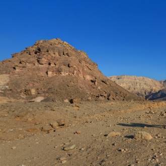 Fossilized plates and wood at Timna Park